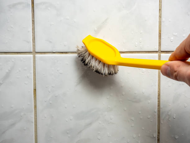 Best Black Mold Removal  in Deer Park, TX