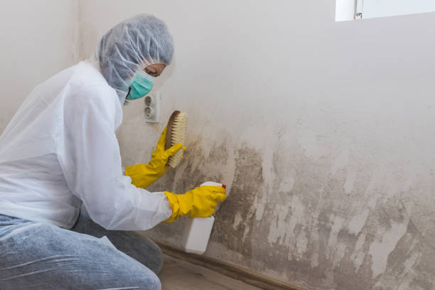 Best Mold Cleaning Services  in Deer Park, TX