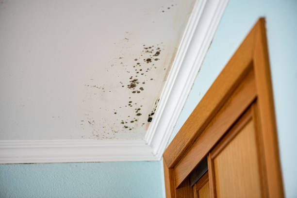 Attic Mold Removal in Deer Park, TX