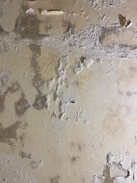 Best Mold Removal Near Me  in Deer Park, TX