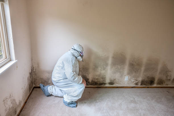 Professional Mold Removal in Deer Park, TX