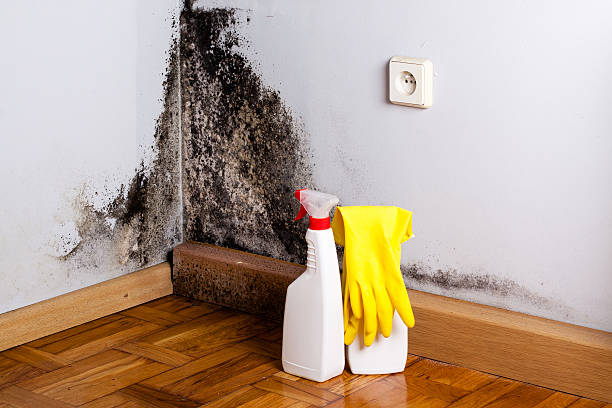 Best Black Mold Removal  in Deer Park, TX