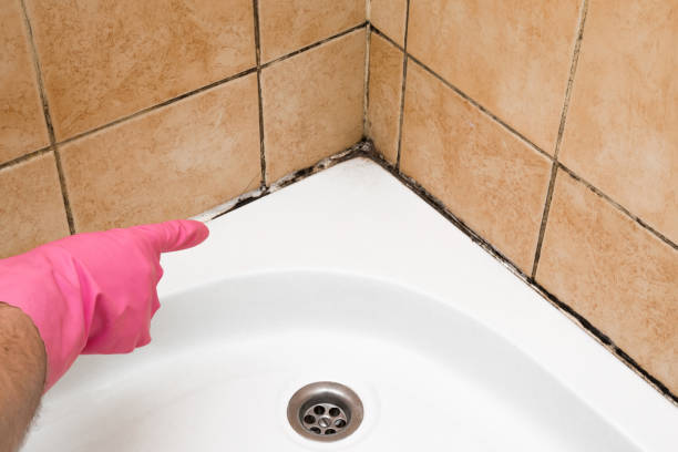 Best Crawl Space Mold Removal  in Deer Park, TX