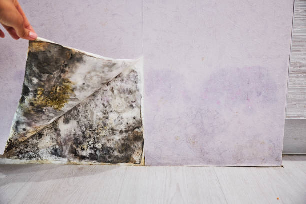 Trusted Deer Park, TX Mold Removal Experts